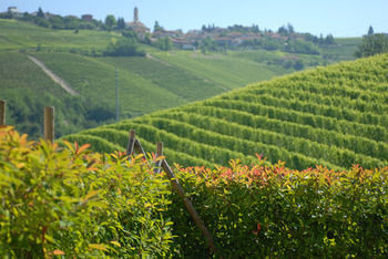Cascina Baràc Alba (Piedmont)